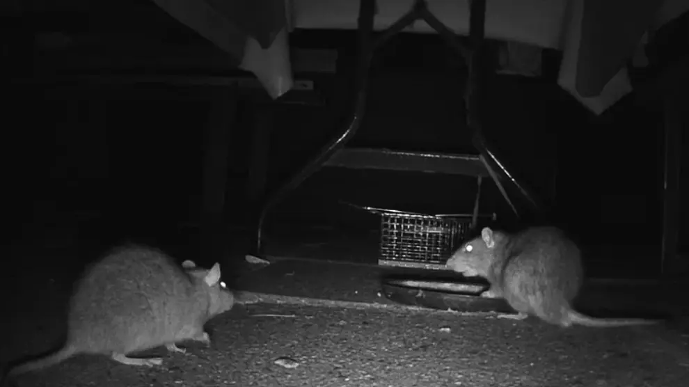 ratas comiendo droja