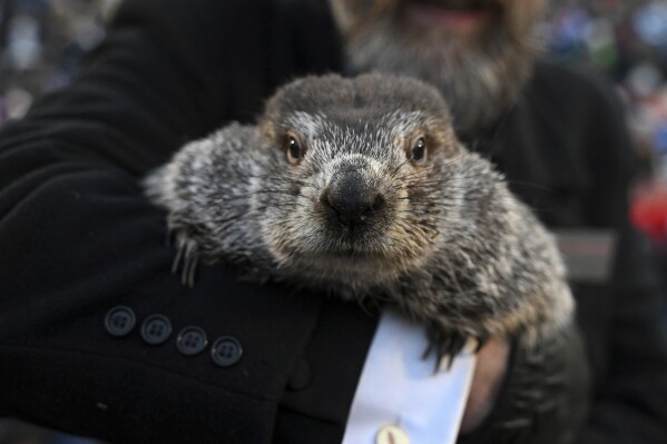 La pobre marmota Phil, a la que no dejan ni tomar un triste café, mira a la cámara.