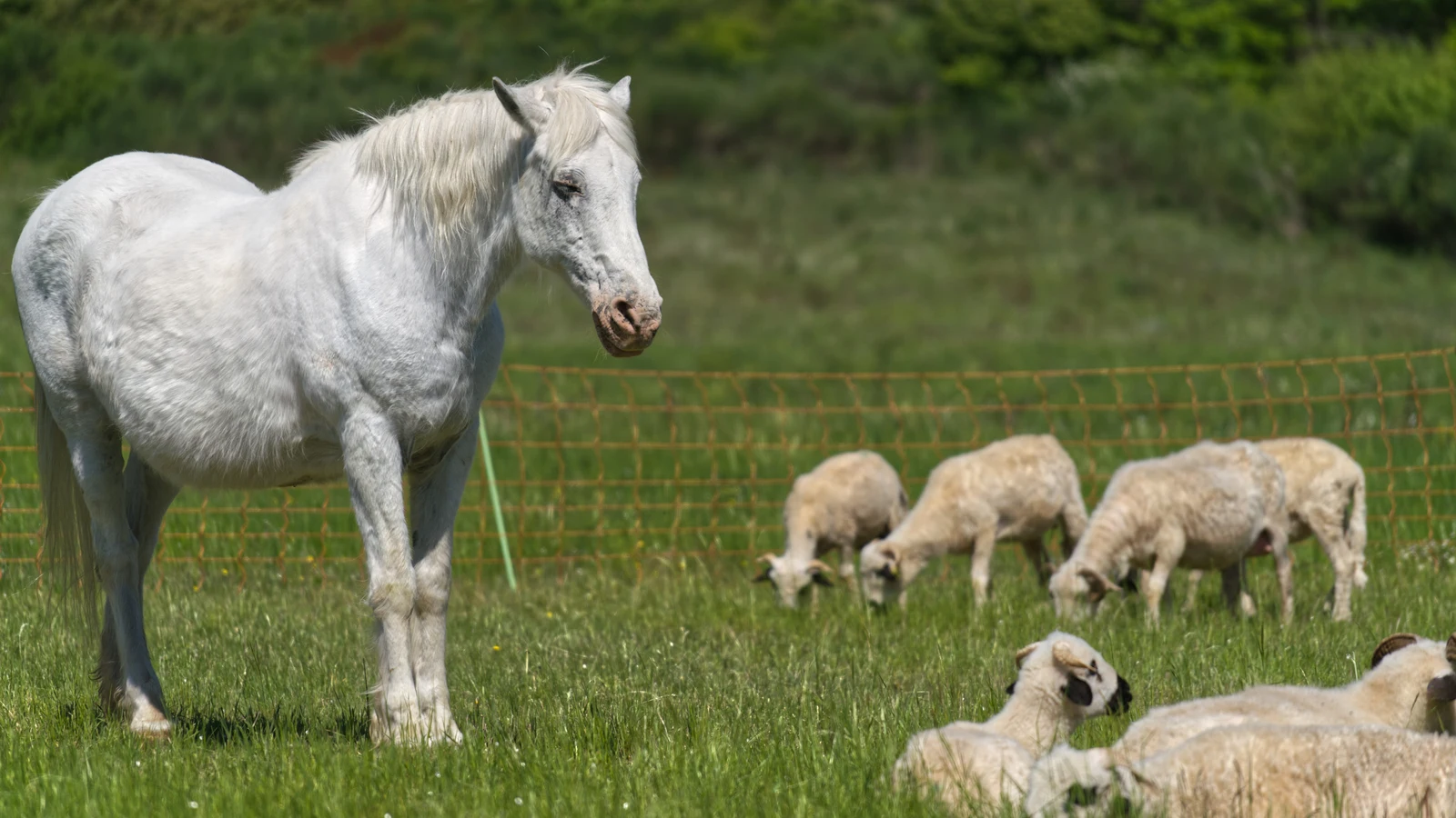 Ponis y ovejas