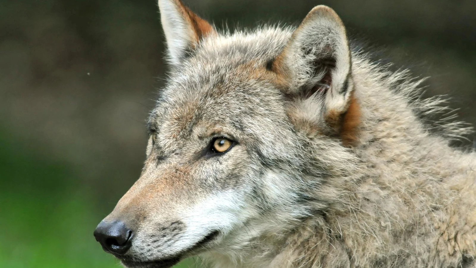 Lobo