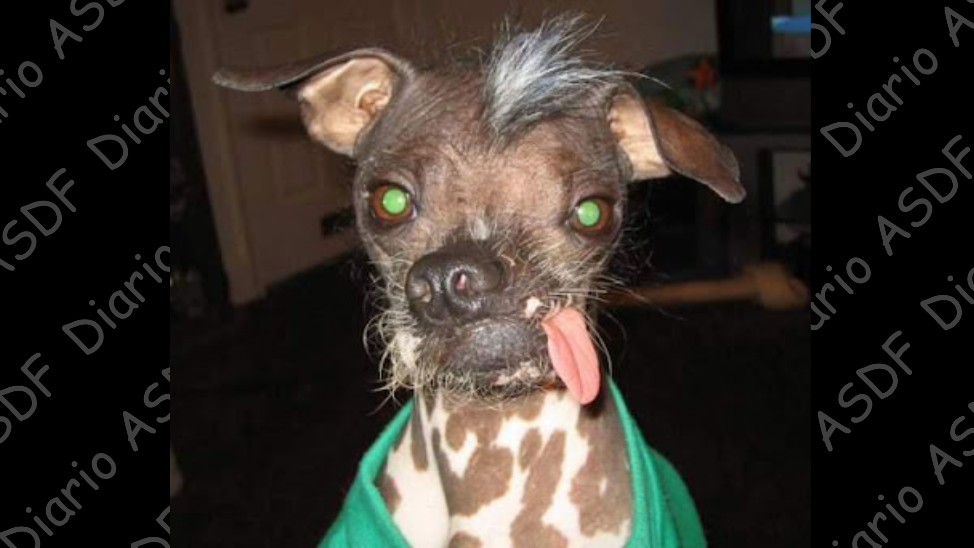 Juez obliga a vecino de Nigrán a romper vínculo afectivo con su caniche: la comunidad de propietarios prevalece sobre el bienestar emocional